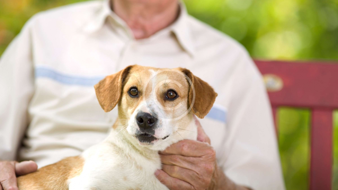 Seniors and pets – a great relationship